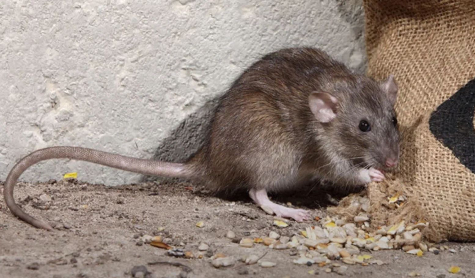фото: Профессиональная дератизация в Новосибирске: <br/>+7-909-173-42-96