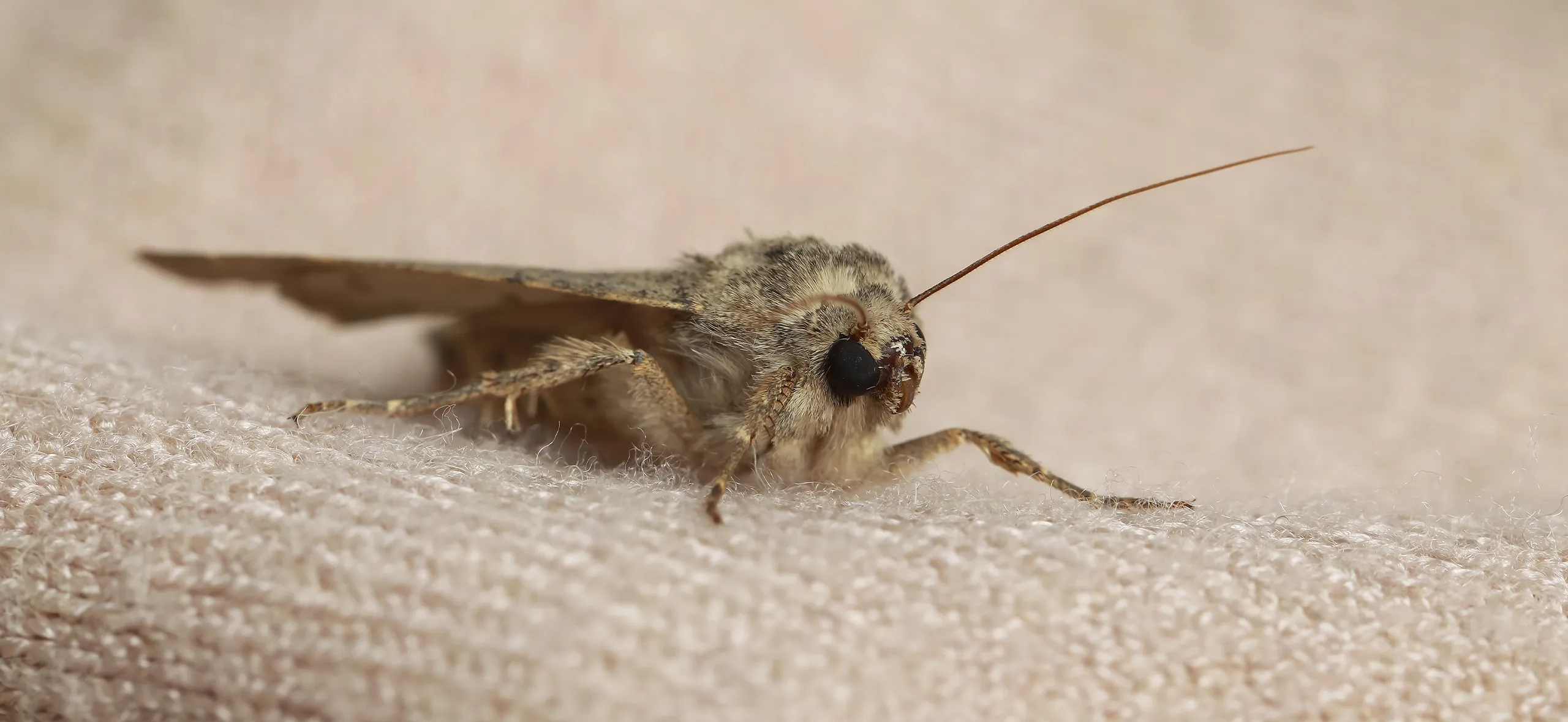 фото: Профессиональная обработка от моли в Новосибирске: <br/>+7-909-173-42-96